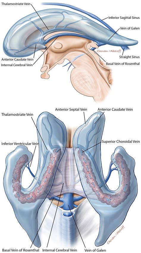 Anatomy of the Ventricular System | The Neurosurgical Atlas