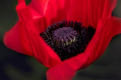 Wallpaper ID: 288116 / poppy flower red spring blossom bloom red flower 4k wallpaper free download