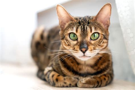 Bengal Cat Breed Information & Characteristics | Daily Paws