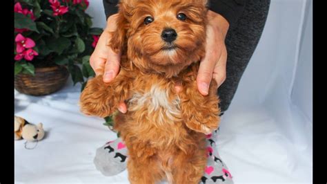 Roofus the Rusty Red Colored Yorkie Poo Puppy Male for Sale in Los Angeles! - YouTube