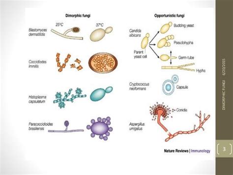 Dimorphic fungi