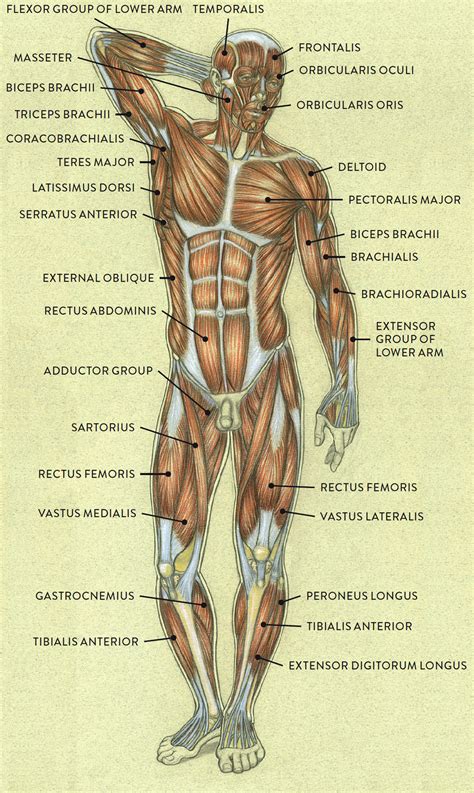 Posterior Anatomy