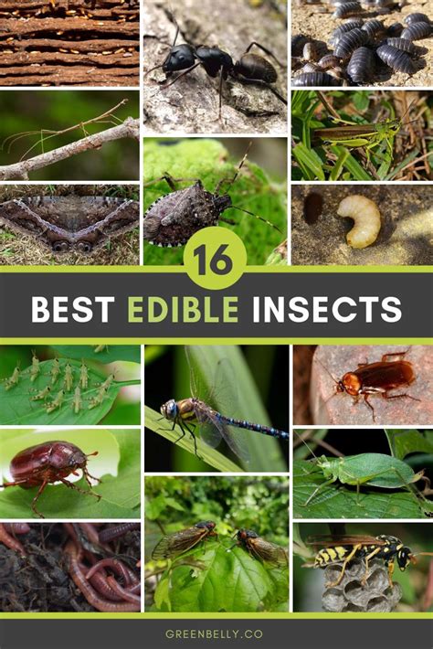 16 Edible Insect Ideas for Survival | How to Find, Cook and Eat | Edible insects, Edible bugs ...