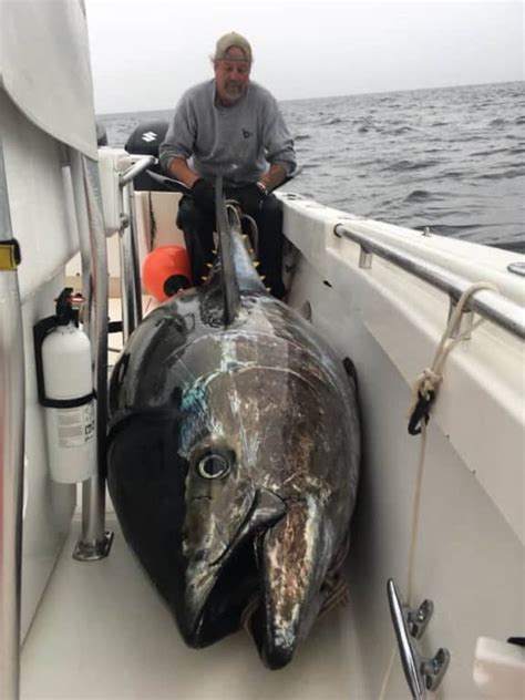 The Mighty Atlantic Bluefin Tuna (A Species Guide) – Strike and Catch