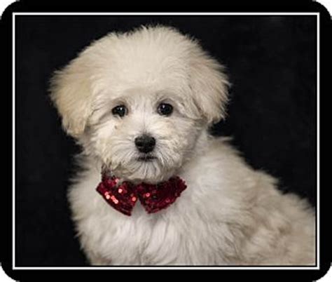 Collette | Adopted Puppy | San Diego, CA | Poodle (Miniature)/Maltese Mix