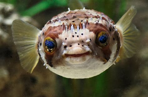 Pufferfish - NeusSvenja