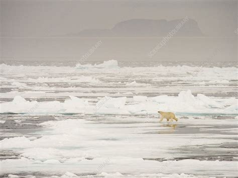 A Polar Bear hunting seals on sea ice - Stock Image - C024/2209 - Science Photo Library