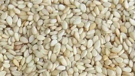 Natural White sesamum seed, For Agriculture at Rs 170/kg in Surat | ID ...