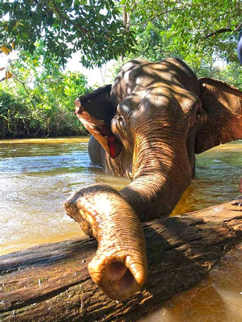 Mondulkiri Elephant & Wildlife Sanctuary