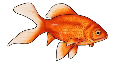 How to Draw a Goldfish - The Best Step-by-Step Goldfish Drawing Tutorial