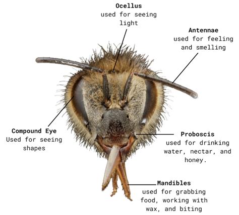 Honey Bee Anatomy – Honey Bee Research Centre