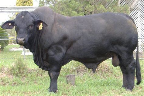 Brangus Cattle Info, Size, Lifespan, Uses, and Pictures