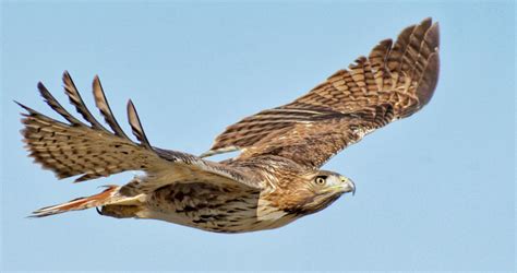 Red-tailed Hawk Sounds, All About Birds, Cornell Lab of Ornithology