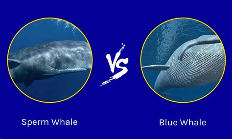 Sperm Whale vs Blue Whale: 5 Key Differences - A-Z Animals