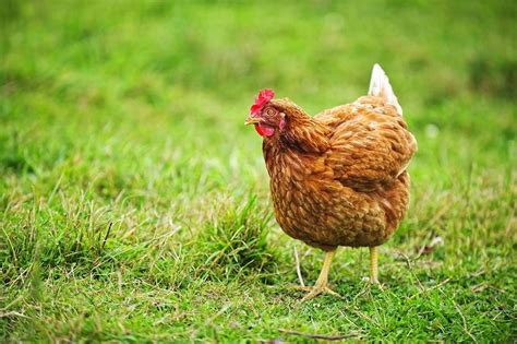 10 Best Egg Laying Chicken Breeds (up to 300 per Year!)