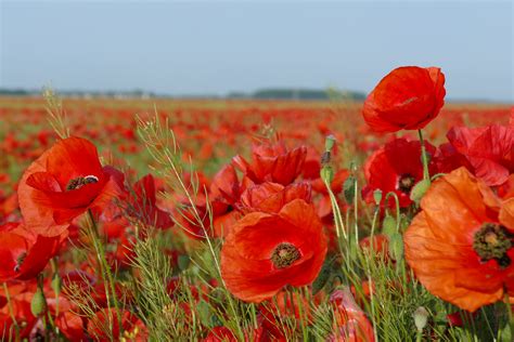 Gratis Afbeeldingen : landschap, hemel, veld-, weide, bloem, bloemblad, de lente, rood ...