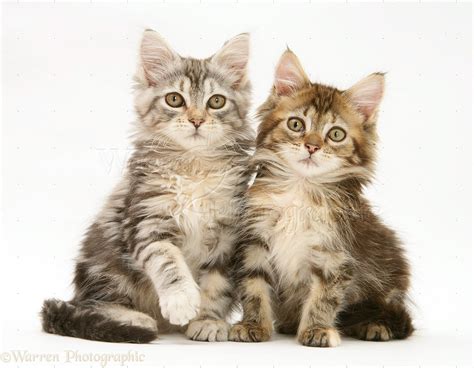 Tabby Maine Coon kittens photo WP21922