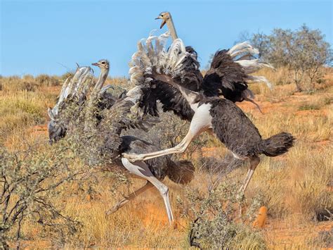 Are Ostriches Dangerous? (Reasons They Attack + How To… | Birdfact