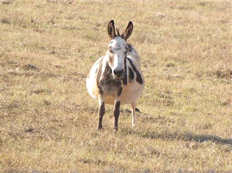 Pygmy donkey across the road. | Creatures, Animals, Donkey