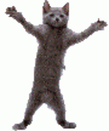 Dancing Dog Gif, Dancing Animated Gif, Gif Dance, Cute Cat Gif, Funny ...