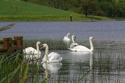 White Swan Spiritual Meaning and Symbolism (9 Omens)