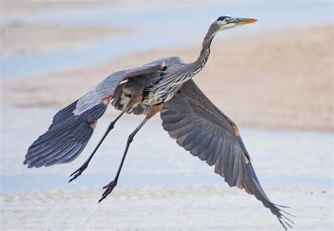 Great Blue Heron – Flying Lessons