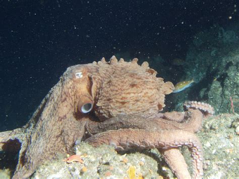 Giant Pacific octopus - Wikipedia