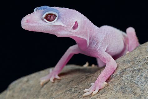 Albino Leopard Gecko Morph Guide (Must-Know Info & Pictures)