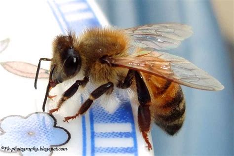 Apis mellifera | Nature, Cultural, and Travel Photography Blog