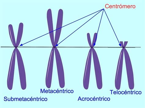 Cromosoma Partes Y Funciones - Dinami