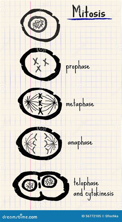 Vector Drawing Mitosis | CartoonDealer.com #56772105