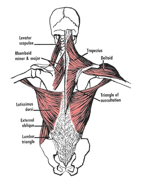 The Levator Scapulae Muscle