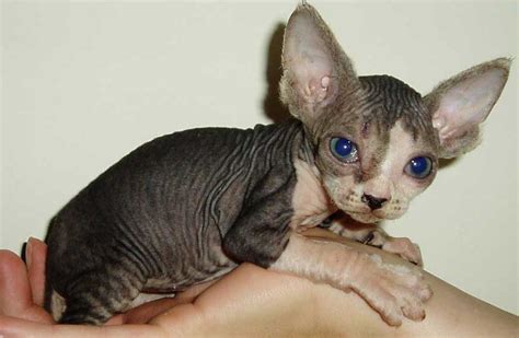 Cute Sphynx Kittens Photos