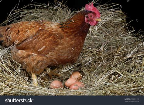 A Hen Laying Eggs In Its Nest Stock Photo 133074113 : Shutterstock