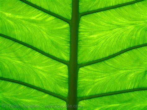 Leaf Veins Closeup in Backlight