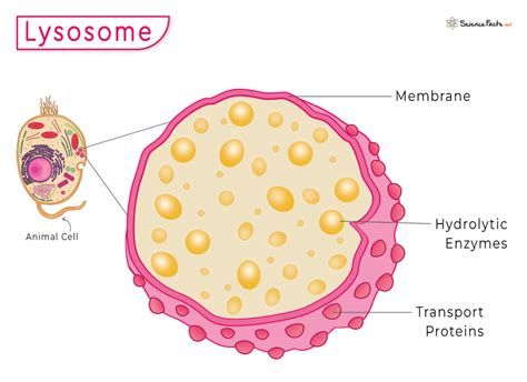 Lysosome Structure