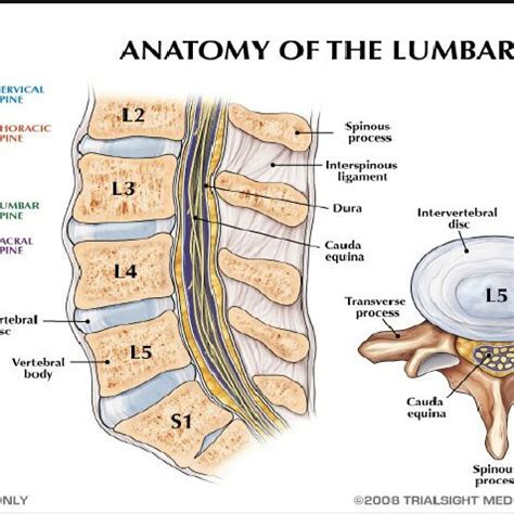 depicts the lower back and is comprised of five lumbar vertebrae ...