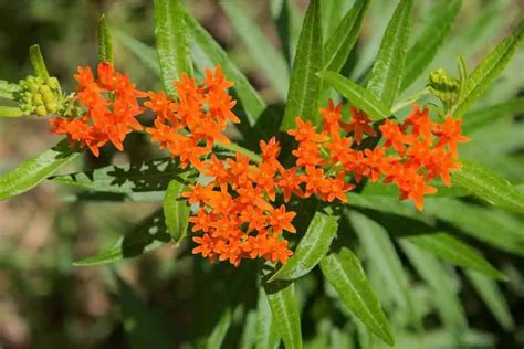 Top 9 Orange Wildflowers In California (With Photos)