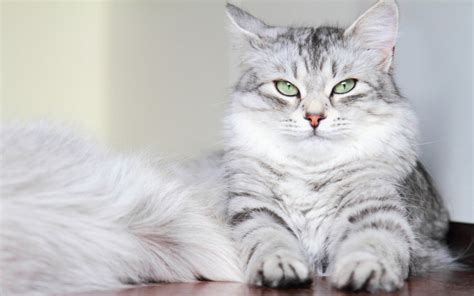 Fluffy Cat Breeds, Which one is Cutest - Kats & Kritters