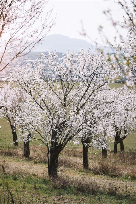 Blooming Almond Trees Free Stock Photo | picjumbo