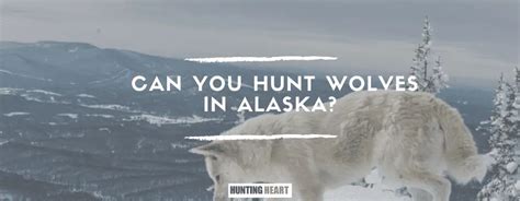 Can You Hunt Wolves in Alaska? - Hunting heart