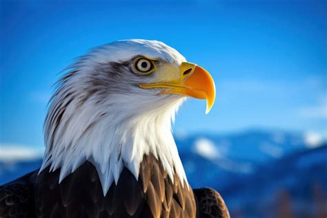 Bald Eagle animal eagle beak. | Free Photo - rawpixel