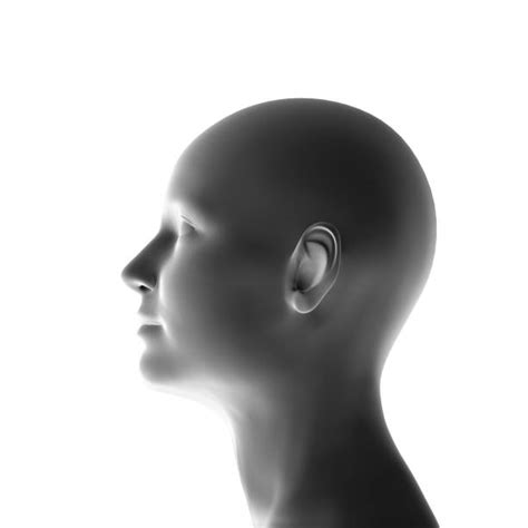 Human Head Profile Stock Photos, Pictures & Royalty-Free Images - iStock