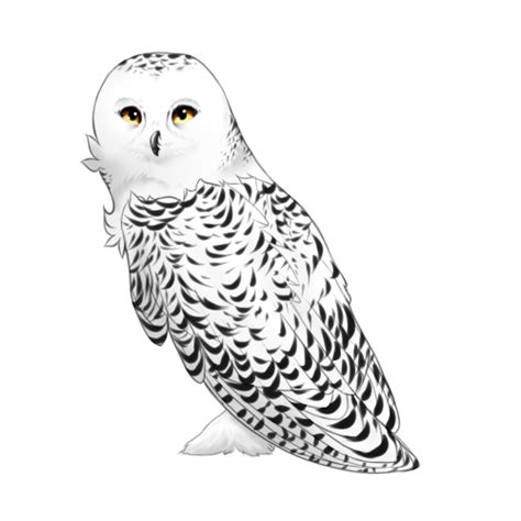 Snowy Owl Drawing at PaintingValley.com | Explore collection of Snowy Owl Drawing