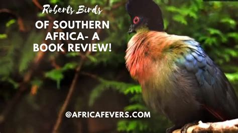 The Top 12 Most Beautiful Exotic Birds Of Africa - Sharing My Fever For ...