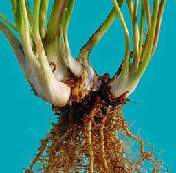 Rhizomes | Definition, Function, & Examples - Lesson | Study.com