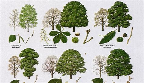 98% of Us Can’t Name Five Common Tree and Plant Species