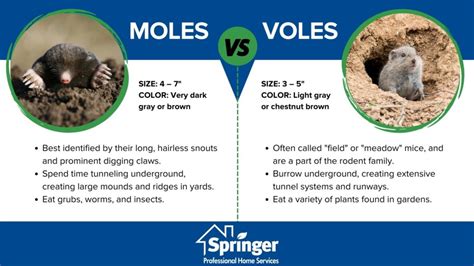 Moles vs Voles | Mole vs Vole Damage and Appearance in Des Moines IA