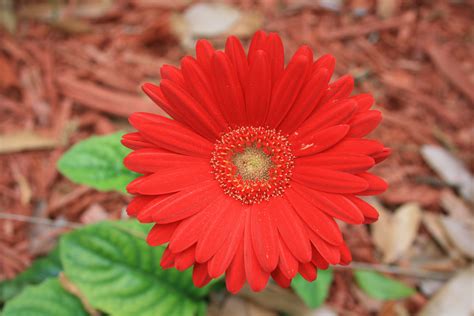 File:Gerbera Daisy Flower Digon3.JPG - Wikipedia