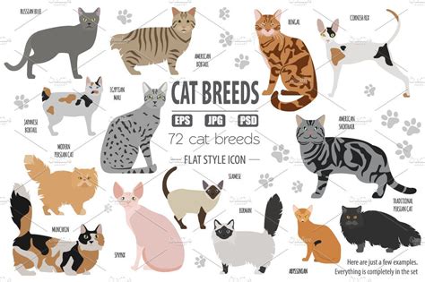 All world CAT BREEDS in one set by a7880s design shop on @creativemarket